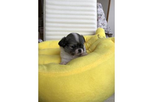 成約済の香川県のチワワ(ロングコート)-53232の1枚目